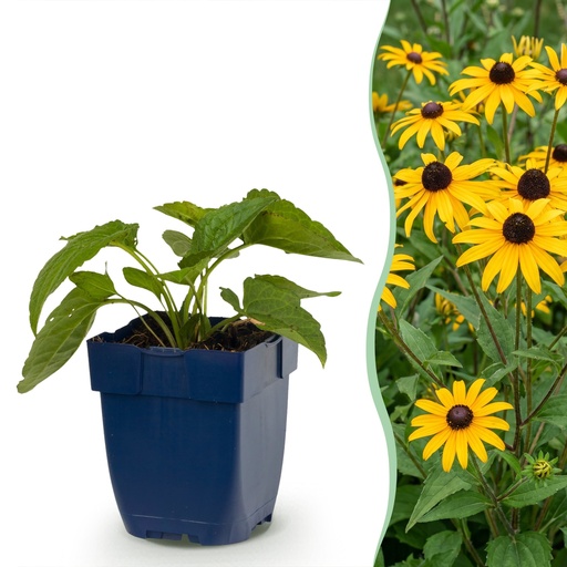 "Staude - Rudbeckia fulg. Goldsturm - Gelbe Sonnenhut - Bienen- und Schmetterlingsanwerfer - Gelb - 24 Pflanzen - Topf 11cm - Höhe 15-25cm image"
