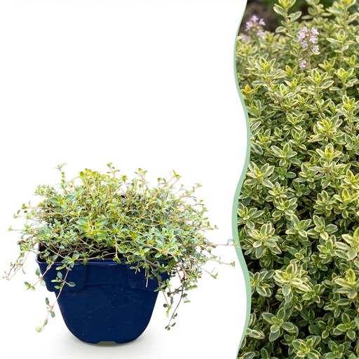 "Staudenpflanze - Thymus citr. Sambesi - Zitronen-Thymian - Duftend - Gelb - 24 Pflanzen - Topf 11cm - Höhe 15-25cm image"