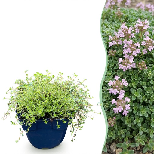 "Stauden - Thymus praecox Minor - Kriechender Thymian - Duftend - Rosa - 24 Pflanzen - Topf 11cm - Höhe 15-25cm image"