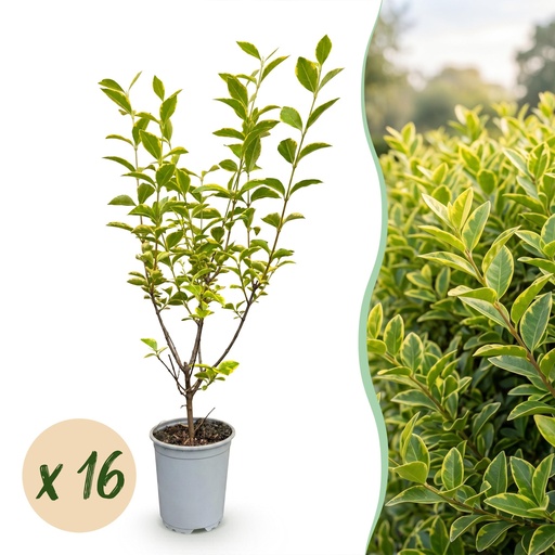 "16x Ligustrum ovalifolium Aureum - Buntblättriger Liguster - Heckenpflanzen - Immergrün - Bunt - Topf 9cm - Höhe 35-45cm image"