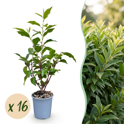"16x Prunus lusitanica Angustifolia - Portugiesischer Lorbeer - Heckenpflanzen - Immergrün - Grün - Topf 9cm - Höhe 25-35cm image"