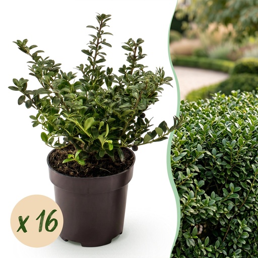 "16x Ilex crenata Stokes - Japanische Stechpalme - Heckenpflanzen - Immergrün - Grün - Topf 9cm - Höhe 20-30cm image"
