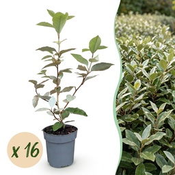 16x Eleagnus ebbingei Compacta - Ölweide - Heckenpflanzen - Immergrün - Grau - T
