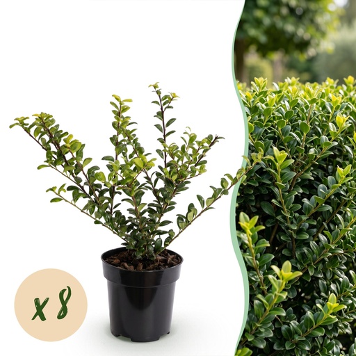"8x Ilex crenata Golden Gem - Japanische Stechpalme - Heckenpflanzen - Immergrün - Gelb - Topf 9cm - Höhe 20-30cm image"