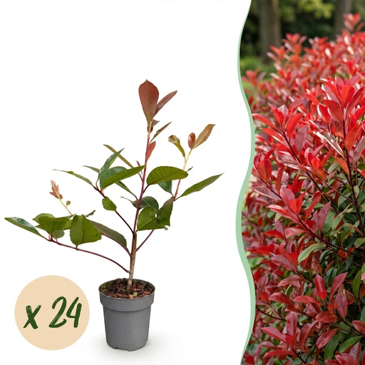 "24x Photinia fraseri Red Robin - Glanzmispel - Heckenpflanzen - Immergrün - Rot - Topf 9cm - Höhe 25-35cm image"