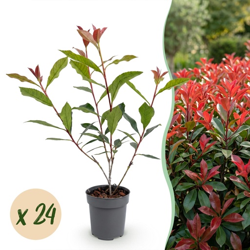 "24x Photinia fraseri Carre Rouge - Glanzmispel - Heckenpflanzen - Immergrün - Rot - Topf 9cm - Höhe 25-35cm image"