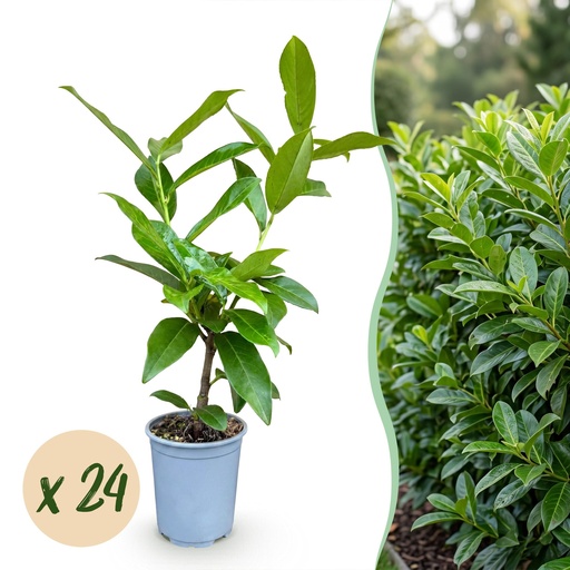 "24x Prunus laur. Novita - Lorbeer-Kirsche - Heckenpflanzen - Immergrün - Grün - Topf 9cm - Höhe 25-35cm image"