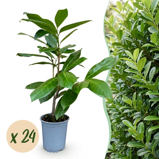 "24x Prunus laur. Rotundifolia - Lorbeer-Kirsche - Heckenpflanzen - Immergrün - Grün - Topf 9cm - Höhe 25-35cm image"