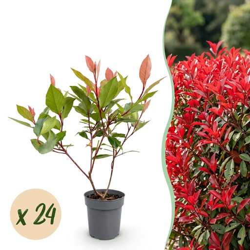 "24x Photinia fraseri Little Red Robin - Glanzmispel - Heckenpflanzen - Immergrün - Rot - Topf 9cm - Höhe 25-35cm image"