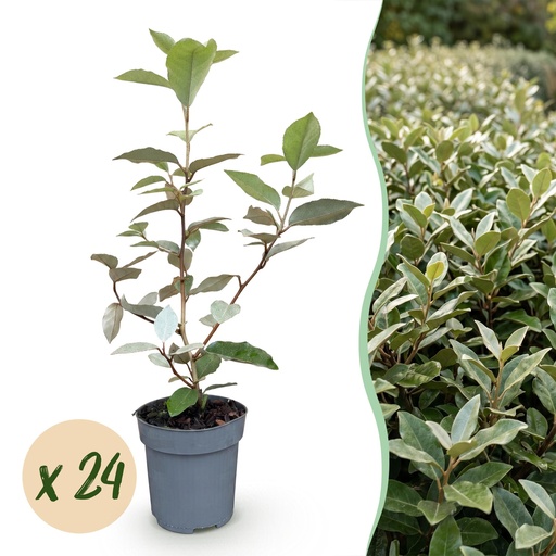 "24x Eleagnus ebbingei Compacta - Ölweide - Heckenpflanzen - Immergrün - Grau - Topf 9cm - Höhe 25-35cm image"