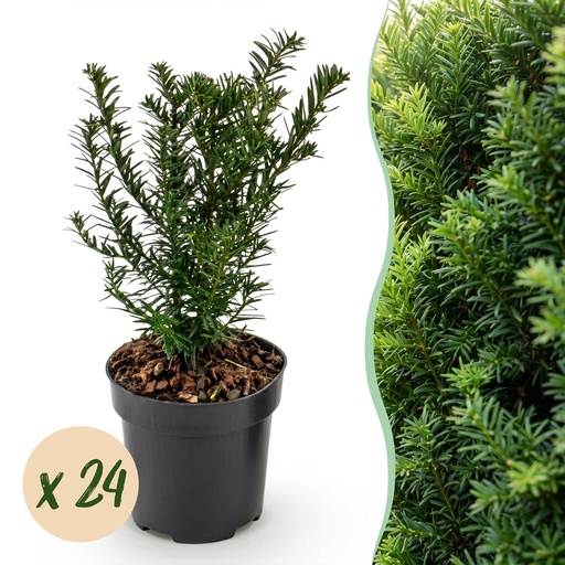 "24x Taxus baccata - Eibe - Heckenpflanzen - Immergrün - Grün - Topf 9cm - Höhe 20-30cm image"