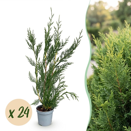"24x Cupressocyparis leylandii 2011 - Leylandii - Heckenpflanzen - Immergrün - Grün - Topf 9cm - Höhe 30-40cm image"