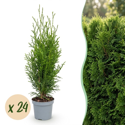 "24x Thuja occidentalis Smaragd - Lebensbaum - Heckenpflanzen - Immergrün - Grün - Topf 9cm - Höhe 20-30cm image"