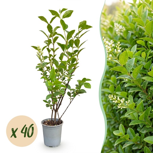 "40x Ligustrum ovalifolium - Gewöhnlicher Liguster - Heckenpflanzen - Immergrün - Grün - Topf 9cm - Höhe 35-45cm image"