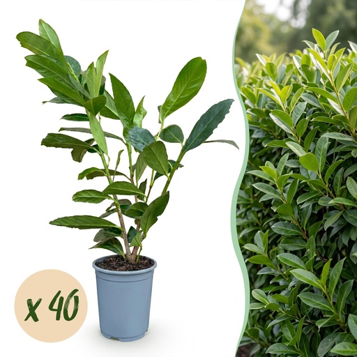 "40x Prunus laur. Caucasica - Lorbeer-Kirsche - Heckenpflanzen - Immergrün - Grün - Topf 9cm - Höhe 25-35cm image"