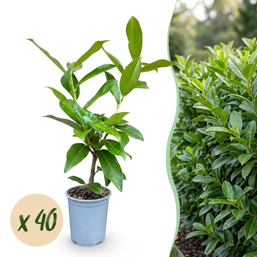 "40x Prunus laur. Novita - Lorbeer-Kirsche - Heckenpflanzen - Immergrün - Grün - Topf 9cm - Höhe 25-35cm image"