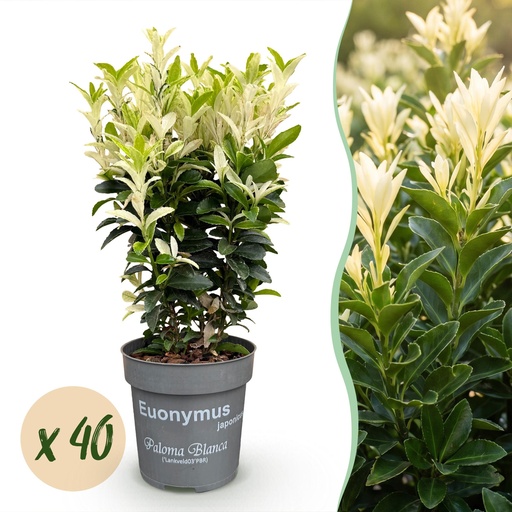 "40x Euonymus japonica Paloma Blanca - Spindelstrauch - Heckenpflanzen - Immergrün - Grün - Weiß - Topf 9cm - Höhe 20-30cm image"