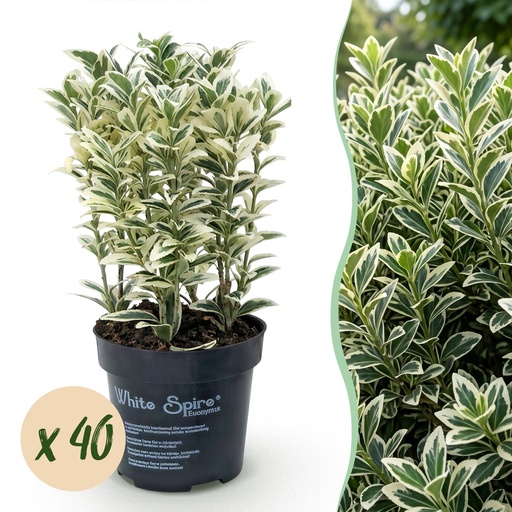 "40x Euonymus japonicus White Spire - Kardinalskappen - Heckenpflanzen - Immergrün - Weiß - Grün - Topf 9cm - Höhe 20-30cm image"