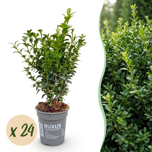 "24x Buxus sempervirens - Palmenbäumchen - Heckenpflanzen - Immergrün - Grün - Topf 9cm - Höhe 20-25cm image"