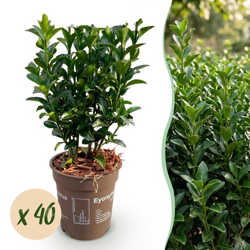 "40x Euonymus japonica Green Spire - Pfaffenhütchen - Heckenpflanzen - Immergrün - Grün - Topf 9cm - Höhe 20-25cm image"