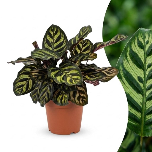 "Calathea Makoyana - Pfauenpflanze - 1 Pflanze - Topf 12cm - Höhe - 25cm image"