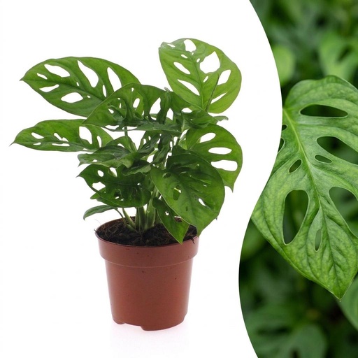 "Monstera Adansonii - Monstera Adansonii - 1 Pflanze - Topf 12cm - Höhe - 25cm image"