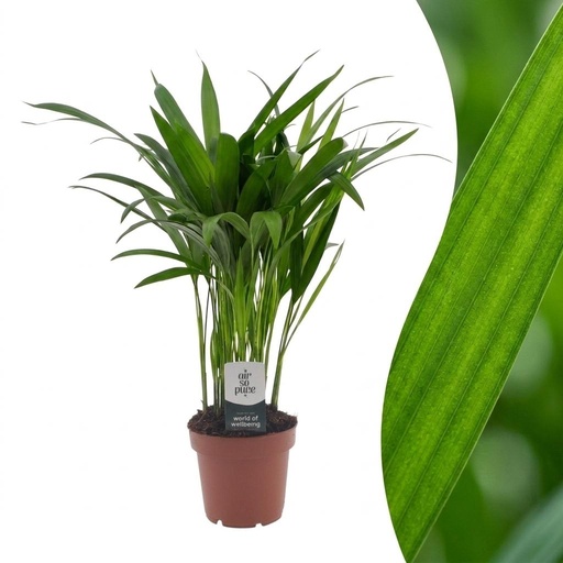 "Areca Lutescens - Goldfruchtpalme - 1 Pflanze - Topf 12cm - Höhe - 45cm image"