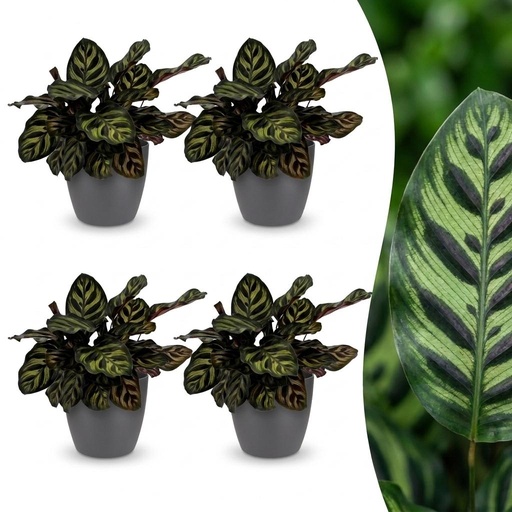 "Calathea Makoyana - Pfauenpflanze - 4 Pflanzen - mit Potter Grijs - Topf 12cm - Höhe - 25cm image"