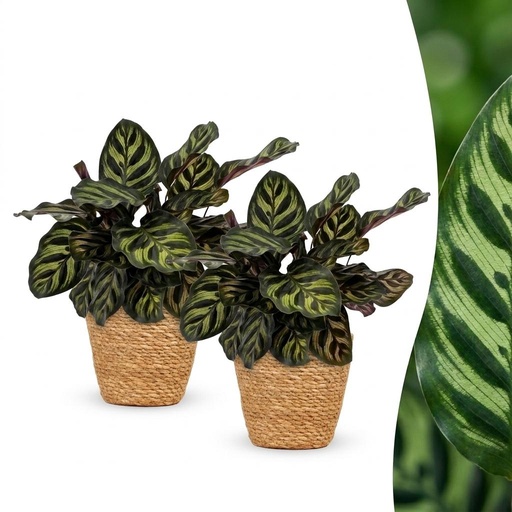 "Calathea Makoyana - Pfauenpflanze - 2 Pflanzen - mit Korb - Topf 12cm - Höhe - 25cm image"