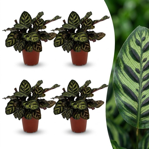 "Calathea Makoyana - Pfauenpflanze - 4 Pflanzen - Topf 12cm - Höhe - 25cm image"