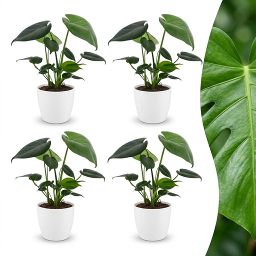 "Monstera Deliciosa - Fensterblatt - 4 Pflanzen - mit Weißem Topf - Topf 12cm - Höhe - 30cm image"