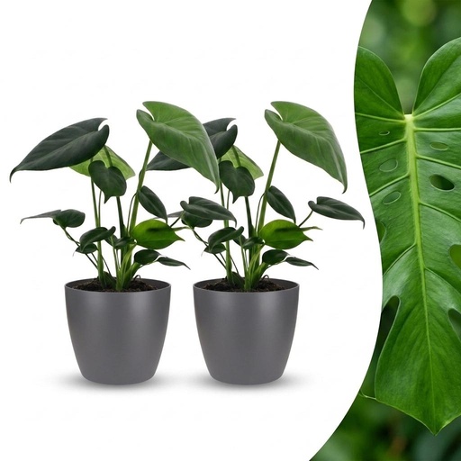 "Monstera Deliciosa - Fensterblatt - 2 Pflanzen - mit Grau Topf - Topf 12cm - Höhe 30cm image"