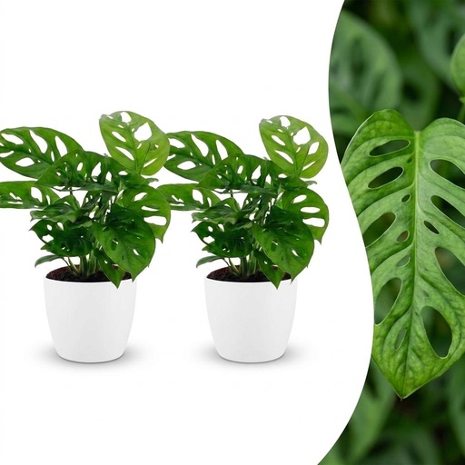 "Monstera Adansonii - Monstera Adansonii - 2 Pflanzen - mit Potter Wit - Topf 12cm - Höhe - 25cm image"