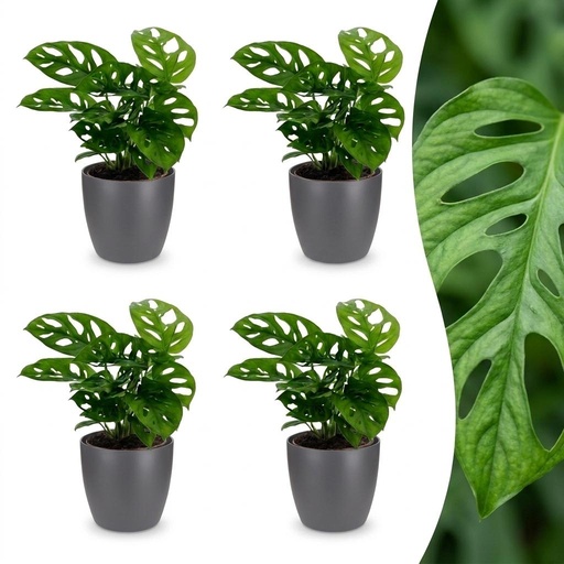 "Monstera Adansonii - Monstera Adansonii - 4 Pflanzen - mit Grau Topf - Topf 12cm - Höhe 25cm image"