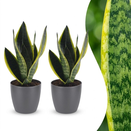 "Sansevieria Future Superb - Bogenhanf - 2 Pflanzen - mit Potter Grau - Topf 12cm - Höhe - 35cm image"