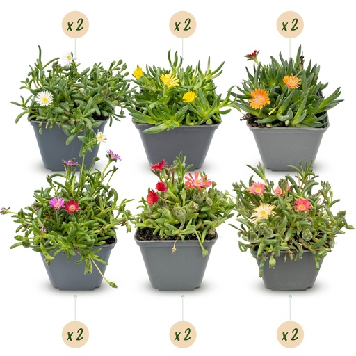 "12x - Delosperma-Mix - Ø7cm - ↕10-12cm image"