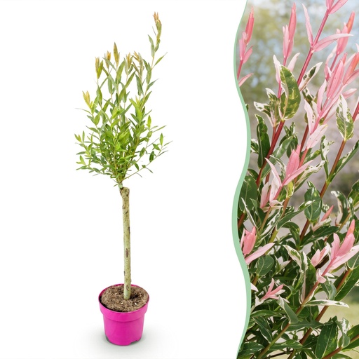 "Salix Flamingo - Ø17cm - ↕70-80cm image"