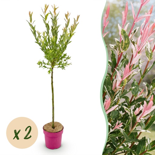"2x - Salix Flamingo - Ø19cm - ↕90-100cm image"
