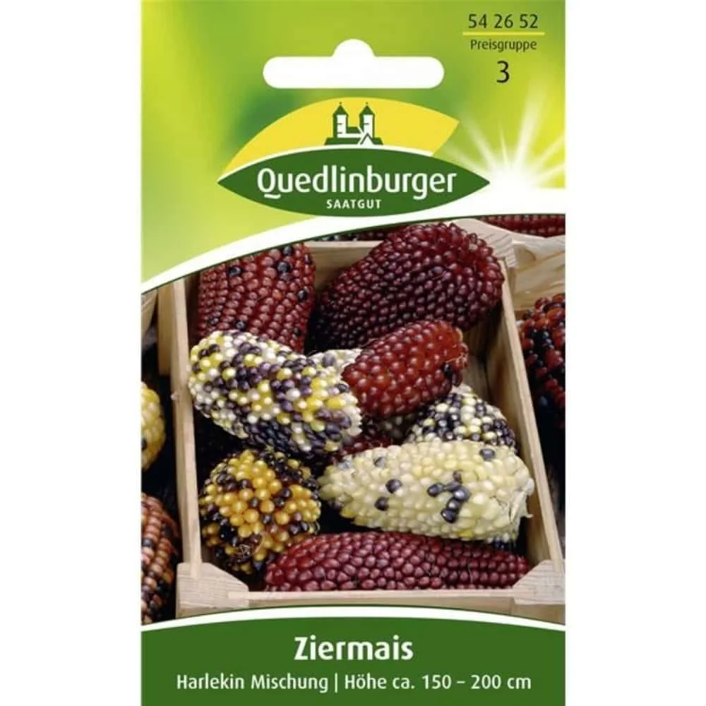 Ziermais Harlekin