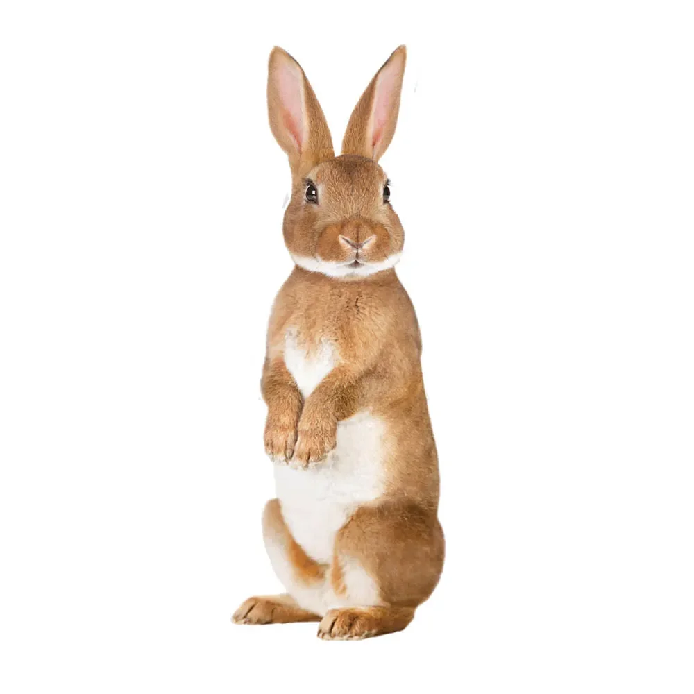 Kek Amsterdam Wandsticker Forest Friends Hase