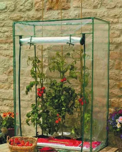 Tomaten Gewächshaus