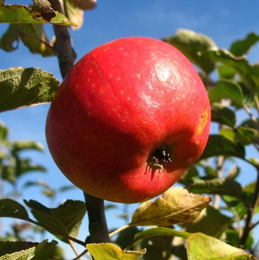 Apfel 'Pilot' Busch