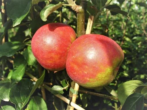Apfel 'Roter Boskoop' Spindelbusch
