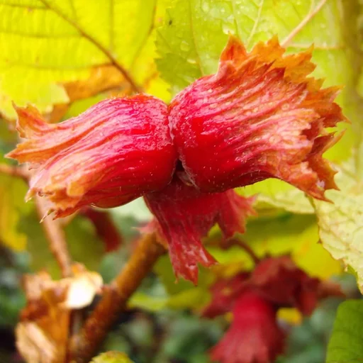 Haselnuss 'Rote Zellernuss'