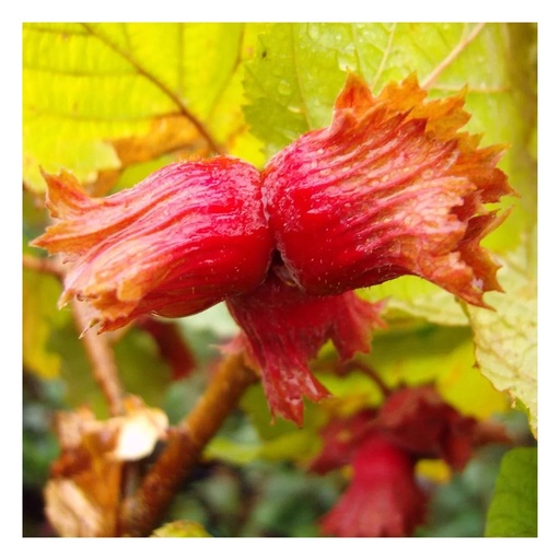 "Haselnuss "Rote Zellernuss", 7,5L-Container image"