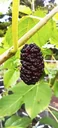Schwarze Maulbeere "Morus nigra", im 3,5L-Container