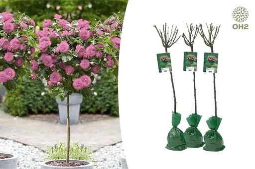 Blumenset mit 3 XXL-Rosen in Rosa 120-140 cm