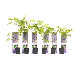 Aufblühende Glyzinienpflanzen - Glyzinie - 6 Stück - 30-38Cm