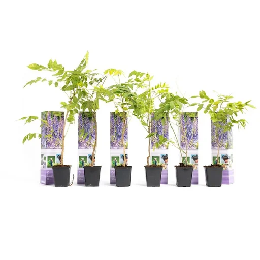 Aufblühende Glyzinienpflanzen - Glyzinie - 6 Stück - 30-38Cm