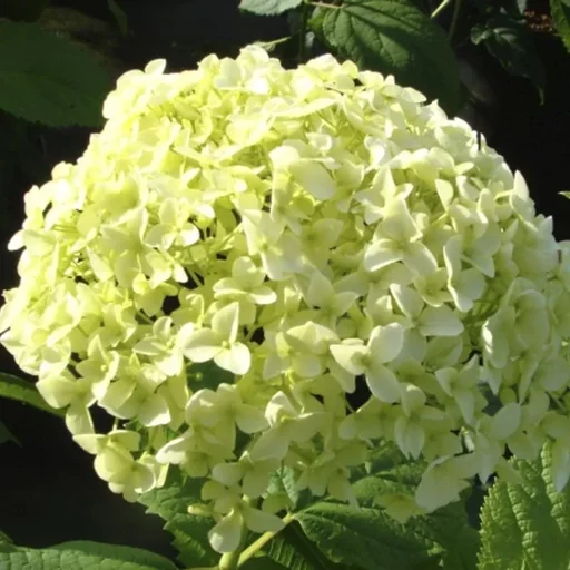 "Waldhortensie Hydrangea arborescens. Annabelle (Proven Winners) - 12 L Topf 80-100 cm image"